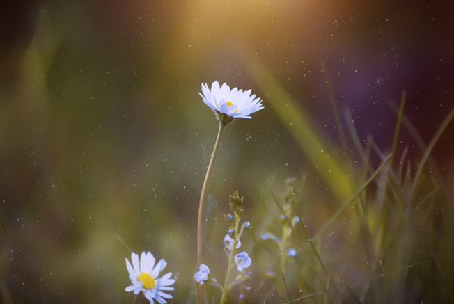 Daisy flower for resilience