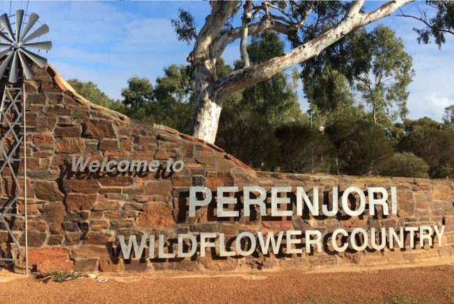welcome to perenjori wildflower country