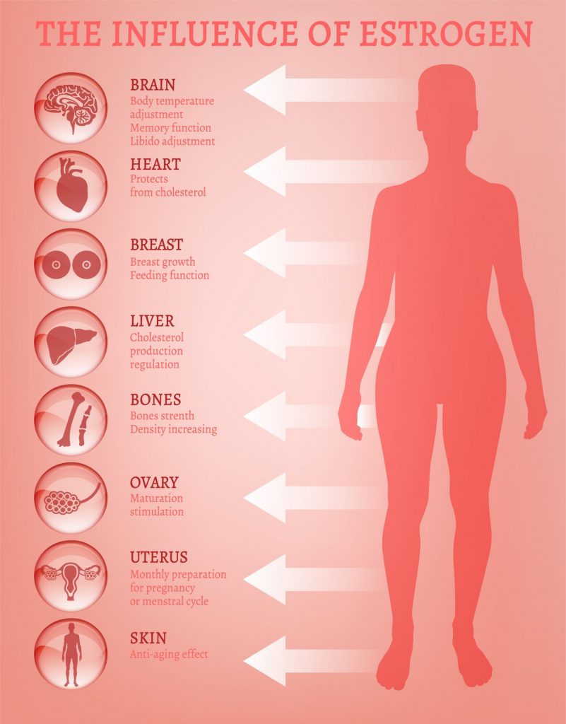 the influence of estrogen - chart